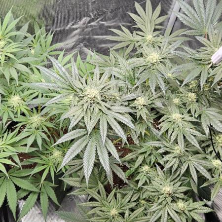 HONEY MINTS 🐝🌱🌳