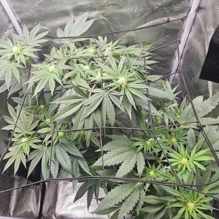 HONEY MINTS 🐝🌱🌳