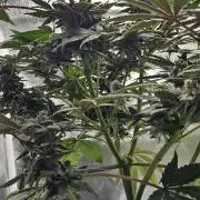 HONEY MINTS 🐝🌱🌳