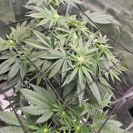 HONEY MINTS 🐝🌱🌳
