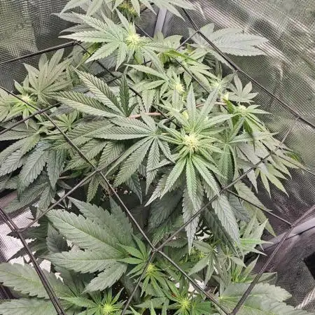 HONEY MINTS 🐝🌱🌳
