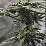 HONEY MINTS 🐝🌱🌳