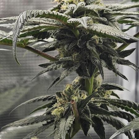 HONEY MINTS 🐝🌱🌳