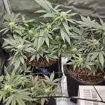 ALIEN OG 👽