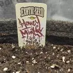 HONEY MINTS 🐝🌱🌳