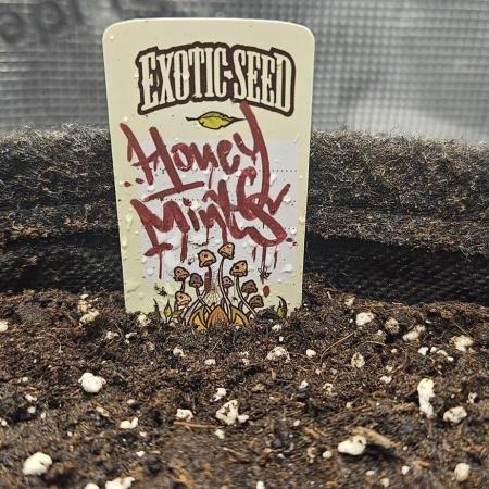 HONEY MINTS 🐝🌱🌳