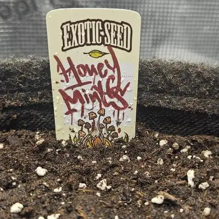HONEY MINTS 🐝🌱🌳
