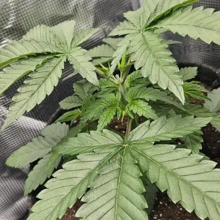 HONEY MINTS 🐝🌱🌳
