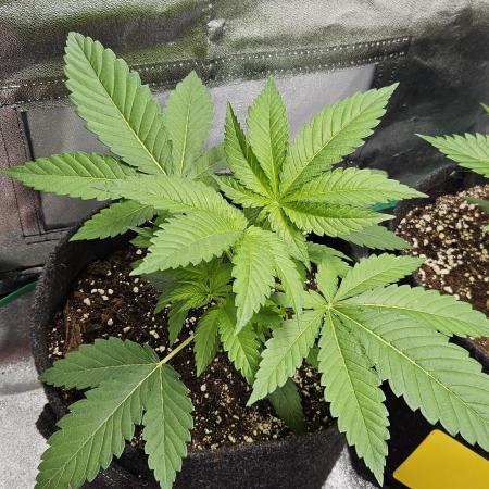 Grease Monkey 👀🤤🐒