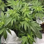 Grease Monkey 👀🤤🐒