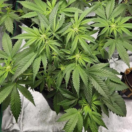 Grease Monkey 👀🤤🐒