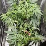 HONEY MINTS 🐝🌱🌳