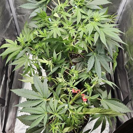 HONEY MINTS 🐝🌱🌳