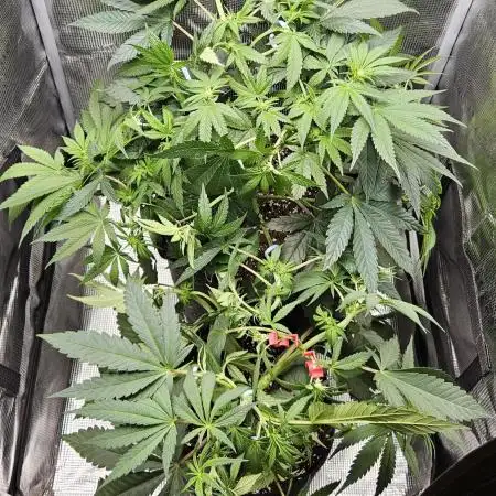 HONEY MINTS 🐝🌱🌳