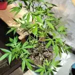 Zamnesia black runtz mini grow