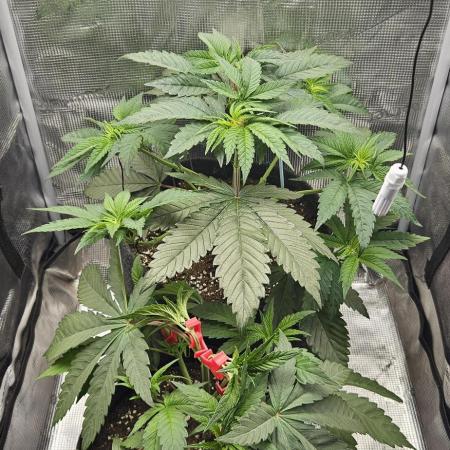 HONEY MINTS 🐝🌱🌳