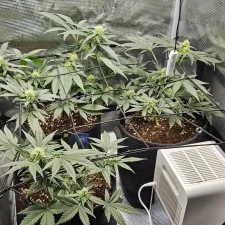 ALIEN OG 👽