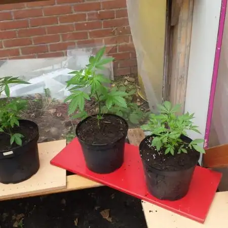 Zamnesia black runtz mini grow