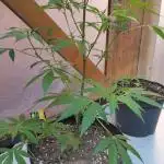 Zamnesia black runtz mini grow