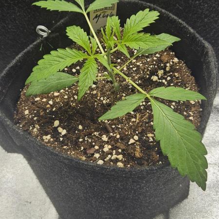 Malasana Gelato 🍨🍦