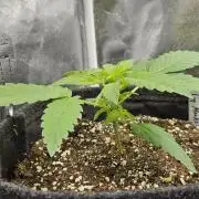 Grease Monkey 👀🤤🐒