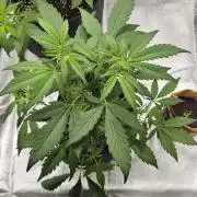 Malasana Gelato 🍨🍦