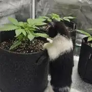 Grease Monkey 👀🤤🐒