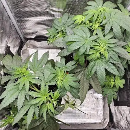 HONEY MINTS 🐝🌱🌳