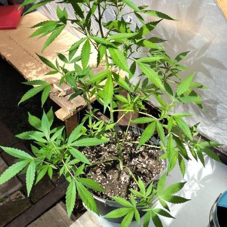 Zamnesia black runtz mini grow