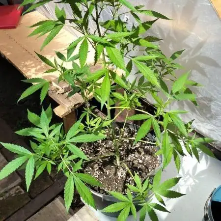 Zamnesia black runtz mini grow