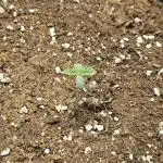 HONEY MINTS 🐝🌱🌳