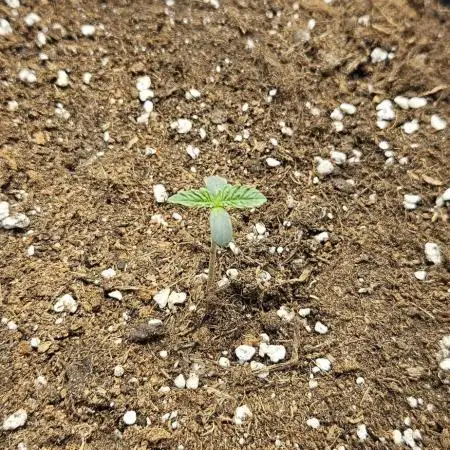HONEY MINTS 🐝🌱🌳