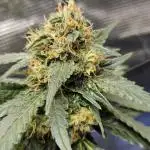 ALIEN OG 👽