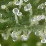 Gorilla Glue #005