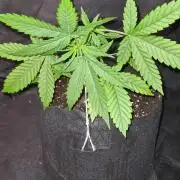 Sticky Beast Auto (Zamnesia Seeds)#3c