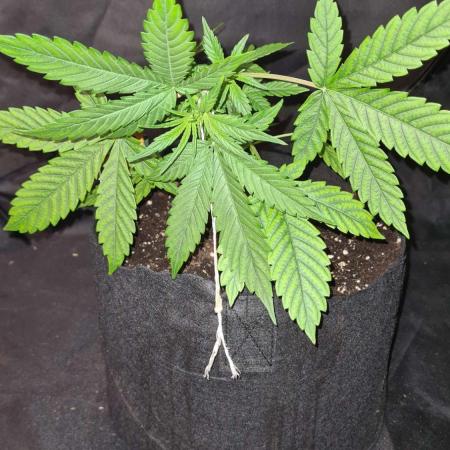 Sticky Beast Auto (Zamnesia Seeds)#3c