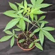 Northern Lights OG Auto  - CS Reversal