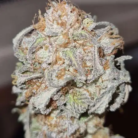 ☢️ VZH / Dead Bull OG ☢️