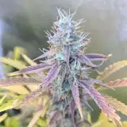 RQS / Sweet,zz Auto ✔️