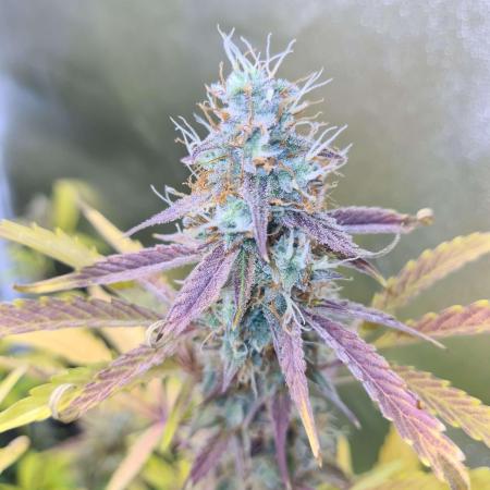 RQS / Sweet,zz Auto ✔️