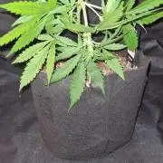 Cap Junky Auto (Zamnesia Seeds) # 1c
