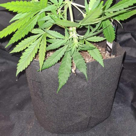 Cap Junky Auto (Zamnesia Seeds) # 1c