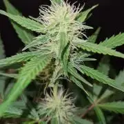 Cap Junky Auto (Zamnesia Seeds)