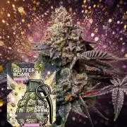 Glitter Bomb Auto (Zamnesia Seeds)