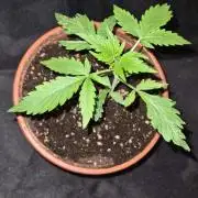 Chem Brulee Auto - CS Reversal