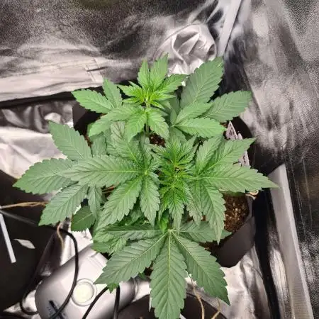 RQS / Sherbet Queen Auto