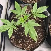 Cap Junky Auto (Zamnesia Seeds)