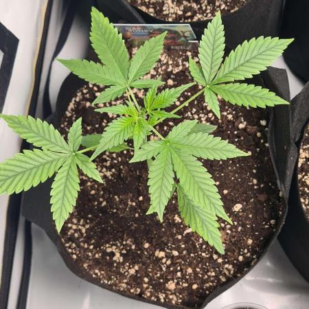 Cap Junky Auto (Zamnesia Seeds)