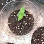 Sunset Sherbet Automatic (Zamnesia Seeds