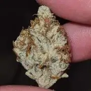 RQS / Sherbet Queen Auto